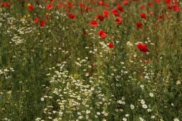 Nesečená louka v rezidenčním areálu Port Karolína v pražském Karlíně.
